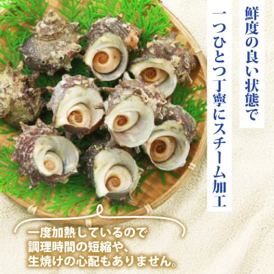 冷凍スチーム サザエ 5～10個 冷凍 下関 山口 《さわ水産:SW》 SW-SZ002
