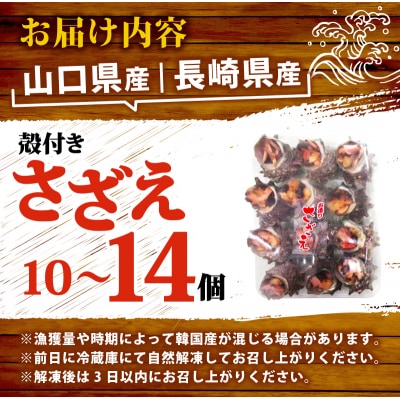 冷凍 お造り サザエ 10～14個 冷凍 下関 山口 《さわ水産:SW》 SW-SZ003