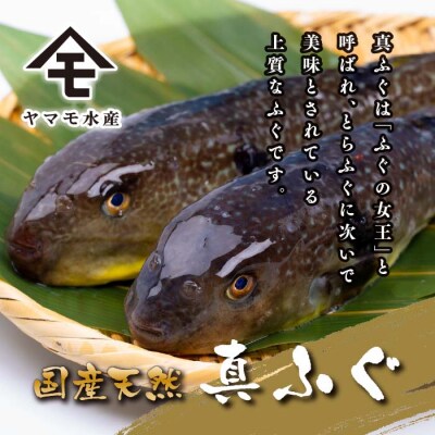 ふぐ 刺身 満足 セット 4～5人前 120g 冷凍 ふぐ刺し 河豚 てっさ 下関 FR060