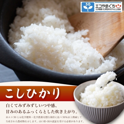 【先行予約】 コシヒカリ10kg (5kg×2箱) 令和8年産 《内日三町:DZ811-KS》