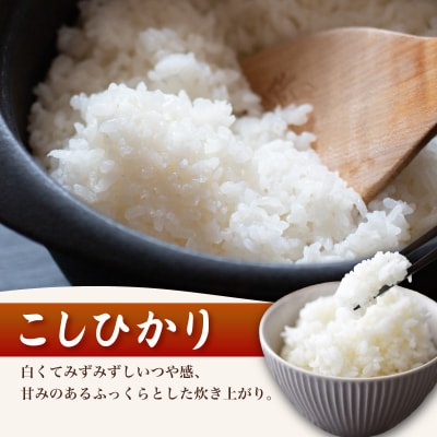 コシヒカリ 10kg 隔月3回 令和8年産 《内日三町:DZ813-KS》