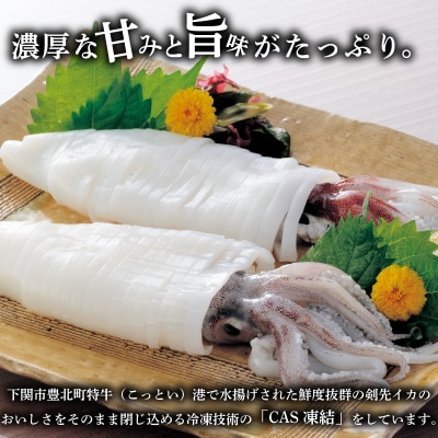 【限定100・寄附額変更中】 剣先イカ 約700~800g 下関 《蟹屋:KNY》KNY-KE01