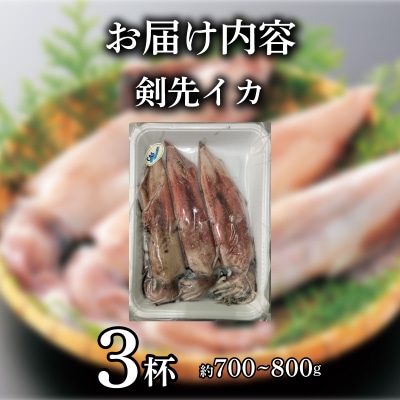 【限定100・寄附額変更中】 剣先イカ 約700~800g 下関 《蟹屋:KNY》KNY-KE01