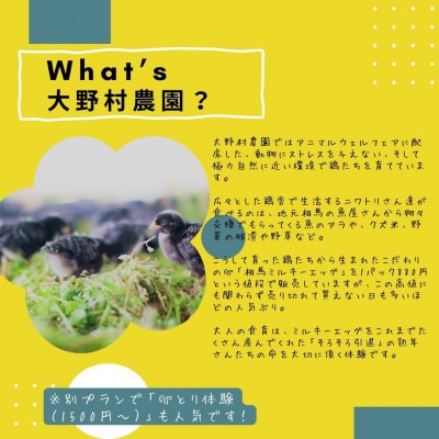 【大人の食育+宿泊】鶏を自分でさばいてお肉にする、命の授業。宿泊先で料理して夕食にそのまま食べられる