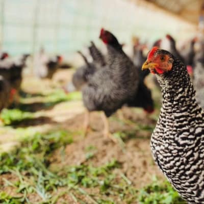 平飼い卵「相馬ミルキーエッグ」18個(9個入×2パック)