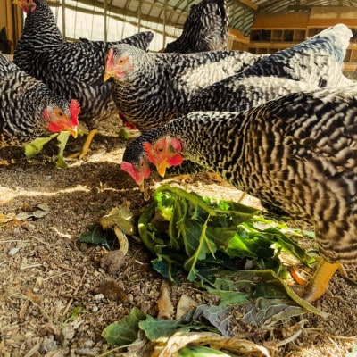 【毎月定期便】平飼い卵「相馬ミルキーエッグ」18個(9個入×2パック)全6回