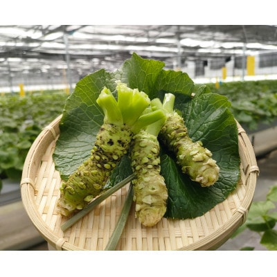 相馬わさびセット小(葉 85g入×3パック　根茎 約35g×2本)