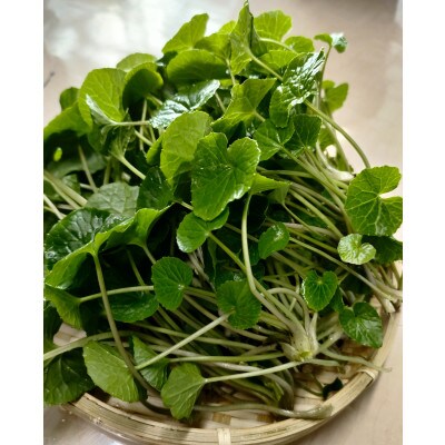 相馬わさびセット小(がに芽 60g入×2パック・根茎 約35g×2本)