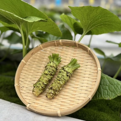 相馬わさびセット小(がに芽 60g入×2パック・根茎 約35g×2本)