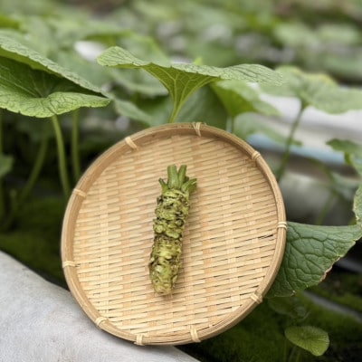 相馬わさび(根茎)約35g×1本
