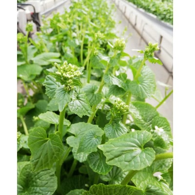 相馬わさび(花)85g入×1パック