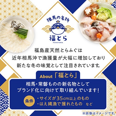 【常磐もの新名物!福とら】天然とらふぐ てっさ 4-5人前 240g (刺身40g/皮20g×4皿)