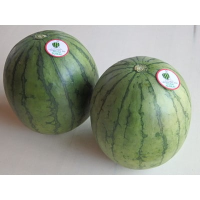 内灘砂丘育ちの小玉すいか　ピッコラ　3Lサイズ(2.0～2.7kg)2個