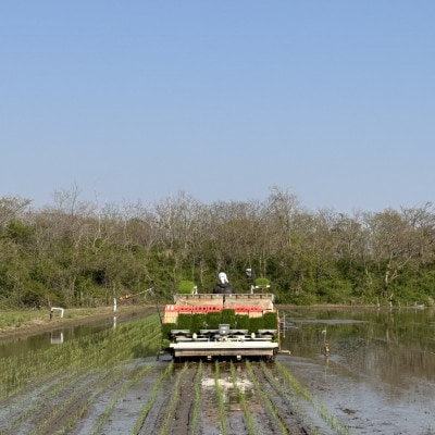 【令和7年産】石川県産コシヒカリ「まっしろぺっぺ」精米 20kg