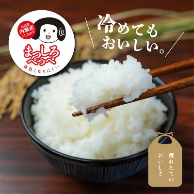 令和8年産コシヒカリ 20kg 精米【 まっしろぺっぺ 】