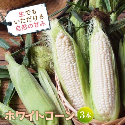 生でもいただける自然の甘み ホワイトコーン3本 F4D-0518