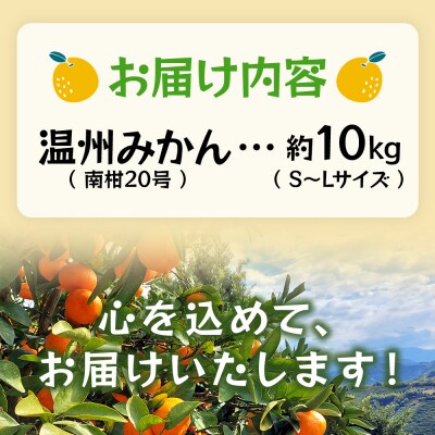 <温州みかん(南柑20号)約10kg> 果物 フルーツ みかん ミカン 蜜柑 オレンジ 柑橘 うんし