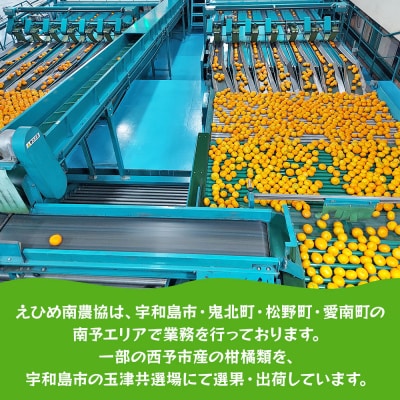 <温州みかん(南柑20号)約10kg> 果物 フルーツ みかん ミカン 蜜柑 オレンジ 柑橘 うんし