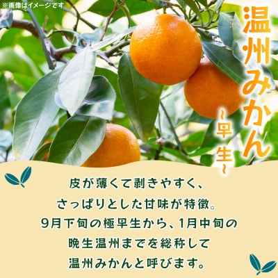 <温州みかん(早生)約10kg> 果物 フルーツ みかん ミカン 蜜柑 オレンジ 柑橘