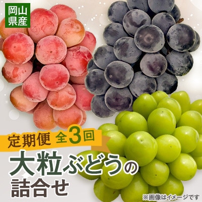 【発送月固定定期便】10月～12月 大粒ぶどうの詰め合わせ全3回