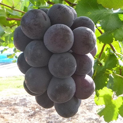 【発送月固定定期便】10月～12月 大粒ぶどうの詰め合わせ全3回