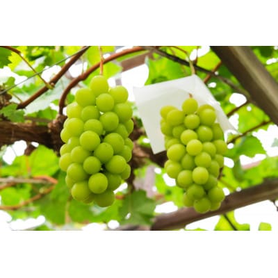 1905.岡山県産 シャインマスカット 2房入【約1.5kg】9月下旬頃より発送予定