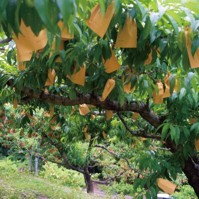 1802.岡山県産「おかやま夢白桃」約3kg|2024年7月下旬以降発送予定