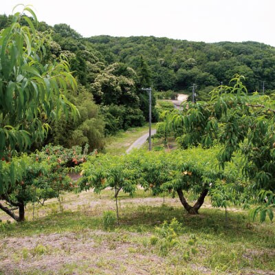 1802.岡山県産「おかやま夢白桃」約3kg|2024年7月下旬以降発送予定