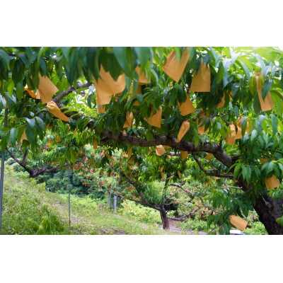 1807.岡山県産「おかやま夢白桃」約2kg|2024年7月下旬以降順次発送予定