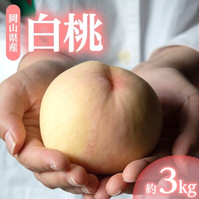 1254.岡山県産「白桃」約3kg|8月上旬頃～発送予定