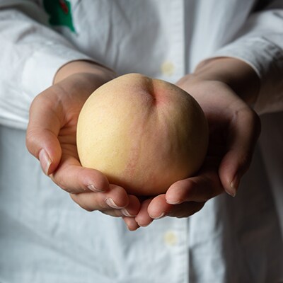 1254.岡山県産「白桃」約3kg|8月上旬頃～発送予定