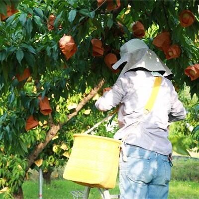1254.岡山県産「白桃」約3kg|8月上旬頃～発送予定