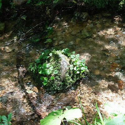 2215.新庄村　森林セラピー体験ペアチケット(セラピー弁当付き)