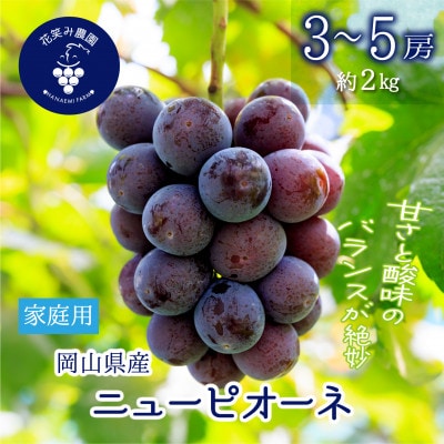 【2026年先行受付】岡山　花笑み農園の『ニューピオーネ』家庭用　約2kg(3～5房)P-2家