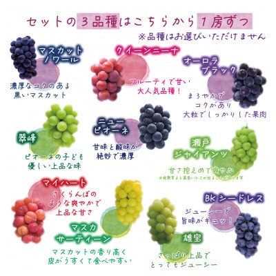 【2026年先行受付】岡山　花笑み農園の『食べ比べ4種』シャイン入り　贈答用　2kg(4房)4M-2