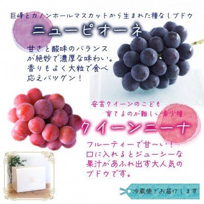 【2026年先行受付】岡山　花笑み農園の『ニューピオーネ&クイーンニーナ』1kg(2房)PQ-1