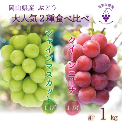 【2026年先行受付】岡山　花笑み農園の『クイーンニーナ&シャインマスカット』1kg　QS-1