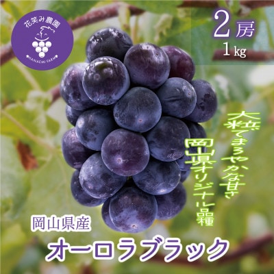 【2026年先行受付】岡山　花笑み農園のブドウ『オーロラブラック』1kg(2房)　A-1