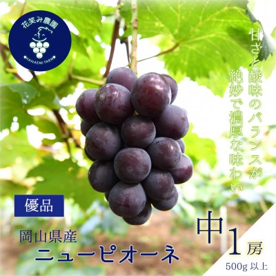 【2026年先行受付】岡山　花笑み農園の『ニューピオーネ』500g以上(中1房)P-中1