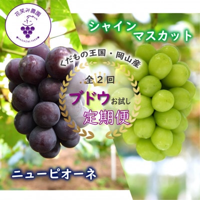 【発送月固定定期便】岡山　花笑み農園のピオーネ&シャインお試し便(各1房・500g以上)全2回