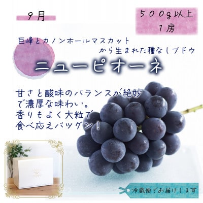 【発送月固定定期便】岡山　花笑み農園のピオーネ&シャインお試し便(各1房・500g以上)全2回