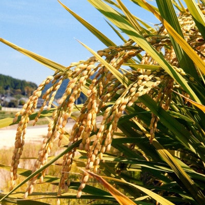 【新米受付】【令和8年産 / 無洗米】岡山県産あきたこまち 2kg |精米HACCP認証工場|