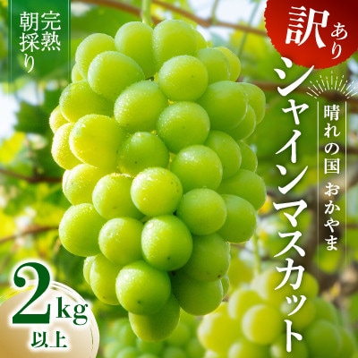 2026年発送【完熟朝採り】訳あり シャインマスカット 2.0kg以上
