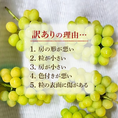 2026年発送【完熟朝採り】訳あり シャインマスカット 2.0kg以上