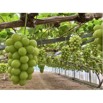 岡山産　高級シャインマスカット2房1.2kg以上 糖度18度以上