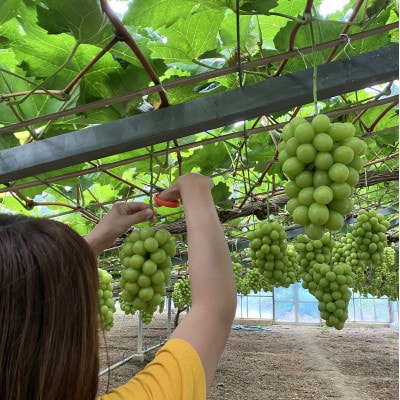 訳アリ家庭用シャインマスカット計1500g糖度18度以上