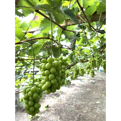 シャインマスカット　大房　約700g×2房