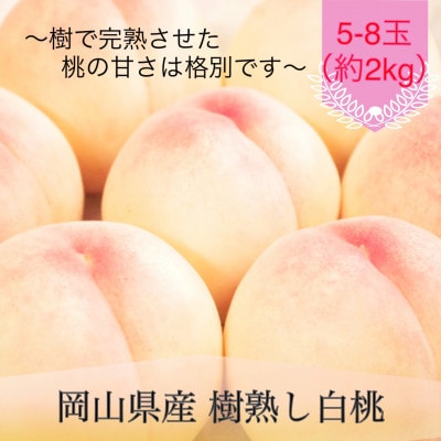 岡山県産 樹熟し白桃 5-8玉(約2kg)