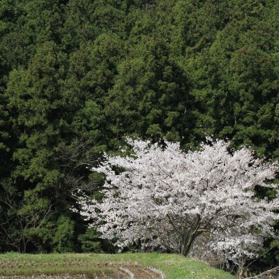 〈坂本自然農場 穂田琉〉特別栽培米:コシヒカリ　精米2kg