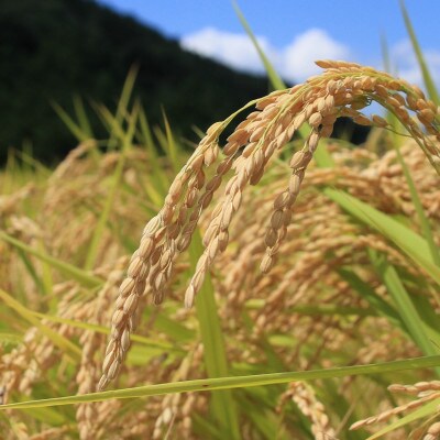 〈坂本自然農場 穂田琉〉特別栽培米:コシヒカリ　精米2kg